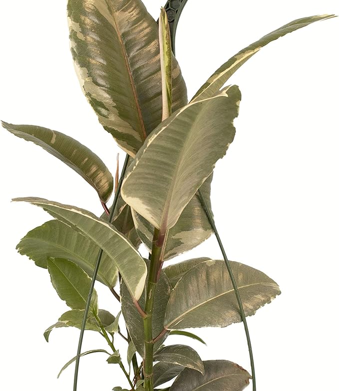Shop Succulents | Standing Collection | Hand Selected, Air Purifying Live Elastica Tree Indoor House Plant, Rubber Plant Ficus Tinek