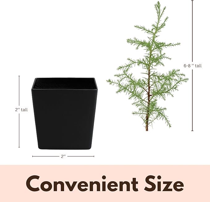 My Shelfie – Arizona Cypress Bonsai Starter Tree (Cupressus arizonica), Live Evergreen Plant for Indoor or Outdoor Bonsai Forest Garden, Home & Living Room Décor (3)