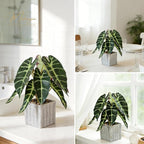 Muhanjia Artificial Potted Plant, Lifelike Faux Greenery in Decorative Cement-Look Square Pot for Indoor Home Decor Centerpieces (Alocasia)