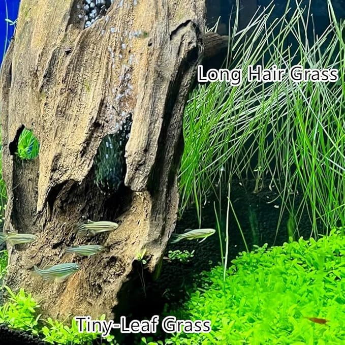 4 Bags Aquarium Plant S.e.e.ds, not Artificial Plastic Plant, Fish Tank Live Grass for All Substrate (0.36ozTiny+0.36oz Long+0.36oz Short+0.36oz Big Dual) ZQV-010