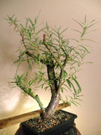 Bonsai Australian Willow Tree Cutting - Large Thick Trunk Root Stock - One Live Indoor/Outdoor Bonsai Tree - Shipped Bare Root, No Pot or Soil Included