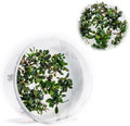 Ultum Nature Systems Live Tissue Culture - Bucephalandra Kedagang Round Mini - Easy Care - Low to Medium Light - Dark Green and Red Accent - Foreground - 100% Snail Free Grown in-Vitro - Regular Cup