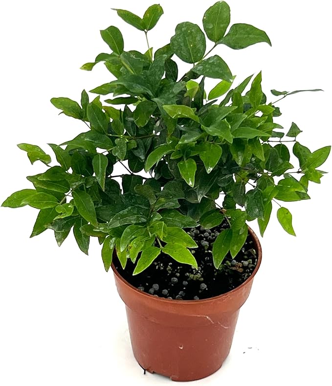 ragnaroc Live Fruit Trees – Plinia cauliflora Jaboticaba 9-12” Tall in 4” Pot - 1ct - Color When Flowering Red, Bonsai - Live Arrival Guaranteed - House Plants for Home Decor