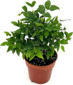 ragnaroc Live Fruit Trees – Plinia cauliflora Jaboticaba 9-12” Tall in 4” Pot - 1ct - Color When Flowering Red, Bonsai - Live Arrival Guaranteed - House Plants for Home Decor
