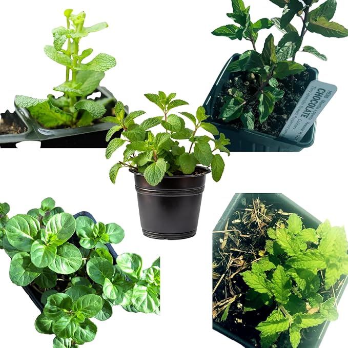 Mint Plant Variety Pack, 5 Plants in 2.5" Pots, Indoor Gardening Set