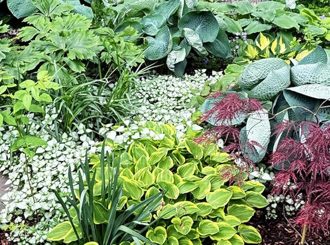 50pcs Mixed Hosta Seeds for Planting Outdoors Rare Perennial Flower Shade Hosta Plant Moderate Drought Tolera
