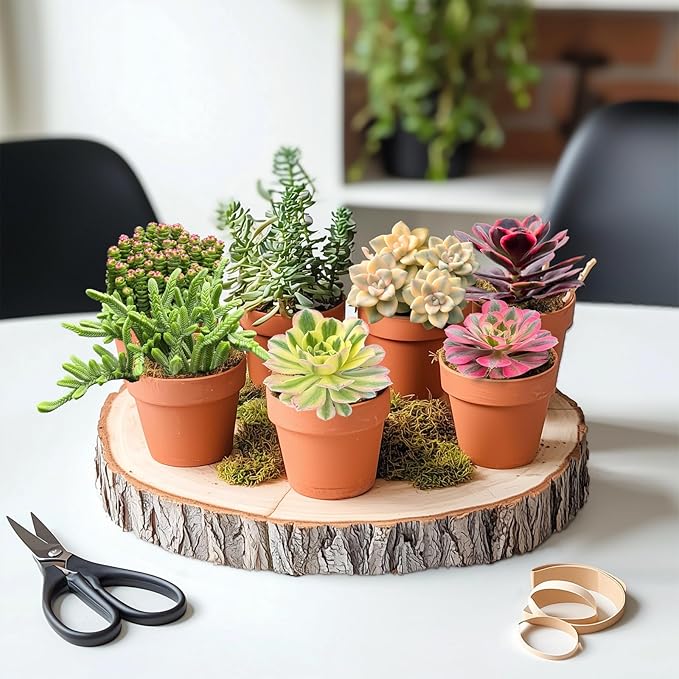 Live Succulents Aeonium 'Mbach' (4-inch), Succulent Plants Fully Rooted in Pots with Soil, Easy-Care House Plant for DIY, Home Office Decor, Wedding Party Favor