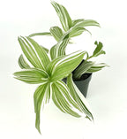 Tradescantia Pistachio White Plant Easy Care Air Purifying Houseplants, 3.5" Pot