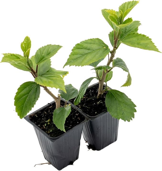 4 Kona Hibiscus | Live Plants in 2.5-inch Nursery Cubes | Hibiscus rosa-sinensis Hybrid Variety | Tropical Evergreen Floral Shrub | Large Pink Double-Blossom Flowers for Home and Garden