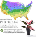 Philodendron Pink Princess (4 Pack) Live Starter Plug Plants, Variegated Indoor Houseplants, Easy Care Tropical Plants Live, Pink Foliage Houseplants