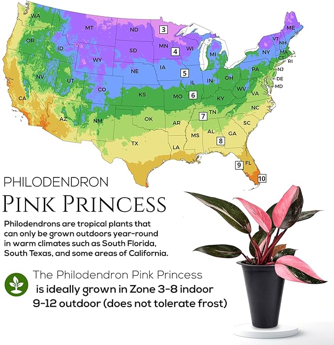 Philodendron Pink Princess (4 Pack) Live Starter Plug Plants, Variegated Indoor Houseplants, Easy Care Tropical Plants Live, Pink Foliage Houseplants