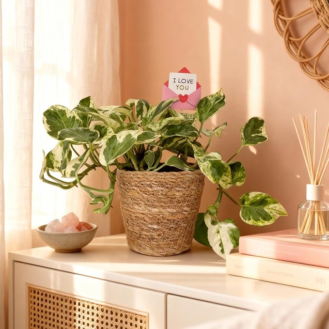 Green Circle Growers 5" Pothos Plant – Love You Edition in Seagrass Basket Pot, Live Indoor Houseplant