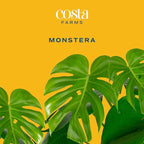 Costa Farms Monstera, Swiss Cheese Live Plant in Plastic Pot, Large Indoor Houseplant, Perfect for Home, Room, or Office Decor, House Warming or Birthday Gift, 2-3 Feet Tall