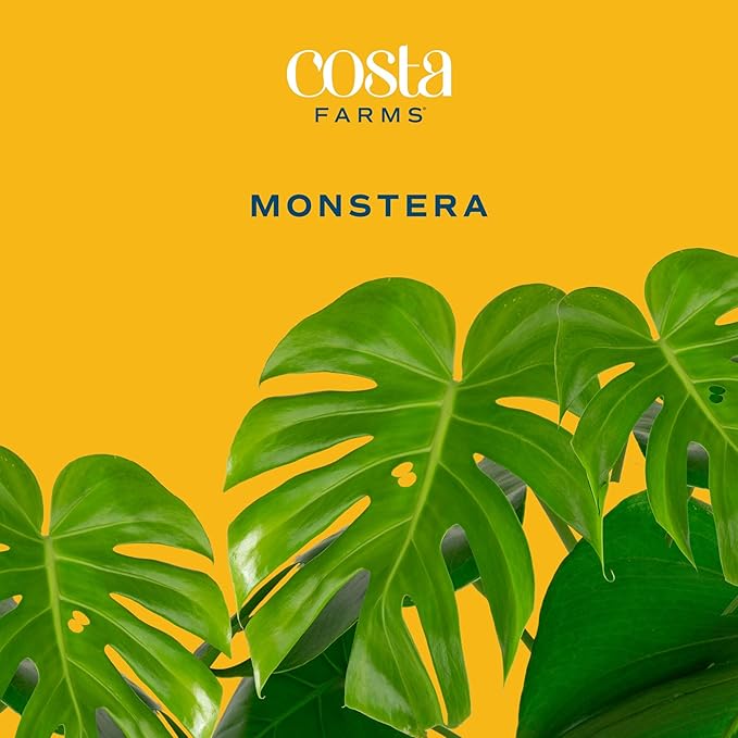 Costa Farms Monstera, Swiss Cheese Plant Live Plants in Decorative Pot,Large Indoor Houseplant, Perfect for Home, Room, or Office Decor, Great House Warming or Birthday Gift, 2-3 Feet Tall, Pack of 2