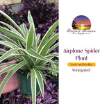 Variegated Spider Plant 'Airplane' - Air-Purifying, Low Maintenance, Thrives in Home & Office - Perfect for Plant Enthusiasts - Live houseplant in Potting Soil