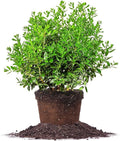 Needlepoint Holly 3 Gallon