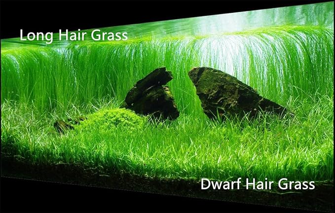 4 Bags Aquarium Plant S.e.e.ds, not Artificial Plastic Plant, Fish Tank Live Grass for All Substrate (0.36ozTiny+0.36oz Long+0.36oz Short+0.36oz Big Dual) ZQV-014