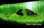 4 Bags Aquarium Plant S.e.e.ds, not Artificial Plastic Plant, Fish Tank Live Grass for All Substrate (0.36ozTiny+0.36oz Long+0.36oz Short+0.36oz Big Dual) ZQV-013