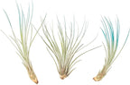 Teal Blue Colorful Tillandsia Air Plants - Long Lasting Color Enhanced Live Tillandsia Succulent House Plants - Home and Garden Decor - Easy Care Indoor and Outdoor (Juncea, Pack of 3)