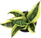 Altman Plants Live Snake Plant (Superba), Approx. 13" Tall, Virtually Indestructible, Easy Succulent Houseplant, 4 in Pot