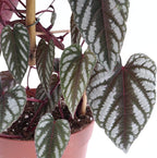 Rex Begonia Vine - 3 Live Starter Plants in 2 Inch Pots - Cissus Discolor - Extremely Rare and Beautiful Vining Indoor Houseplant - Air Purifying