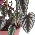 Rex Begonia Vine - 4 Live Starter Plants in 2 Inch Pots - Cissus Discolor - Extremely Rare and Beautiful Vining Indoor Houseplant - Air Purifying