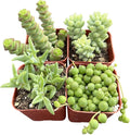 Sprout N Green Trailing Succulent Collection, 4 String Succulent Plant Fully Rooted in 2inch Starter Pot, Home Office Indoor Outdoor Wedding Decoration DIY Projects Party Favor