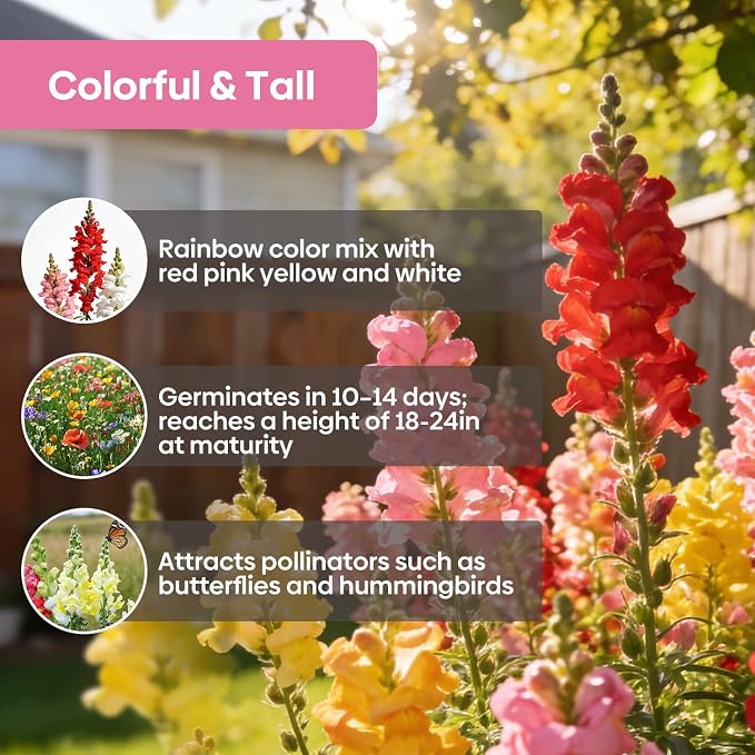 Groundio 1500+ Tetra Mix Snapdragon Seeds for USDA 1-12 Planting, 18-24’’ Tall Snap Dragon Mix, Annual Wildflower Seeds, Ideal for Garden, Containers (Antirrhinum Majus)