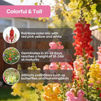 Groundio 1500+ Tetra Mix Snapdragon Seeds for USDA 1-12 Planting, 18-24’’ Tall Snap Dragon Mix, Annual Wildflower Seeds, Ideal for Garden, Containers (Antirrhinum Majus)