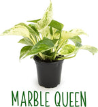 Altman Plants, Live Pothos Plants (4PK) Indoor Plants Live Houseplants, Pothos Live Plant House Plants Indoors Live Plants, Money Plant Indoor Pothos Plant Decor, Devils Ivy Trailing Plants Live