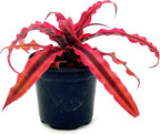 ragnaroc Live Plants – Cryptanthus ‘Rubin‘, 4-8" in 4" Pot - 1ct - Live Arrival Guaranteed - House Plants for Home Decor & Gift