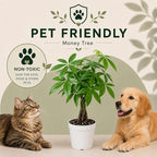 Mini Money Tree Live Plant for Home Decor - Small Money Tree Plant Indoor Houseplant, Small Gift Indoor Plants, Plants Live Houseplants - 4 Inch Pot