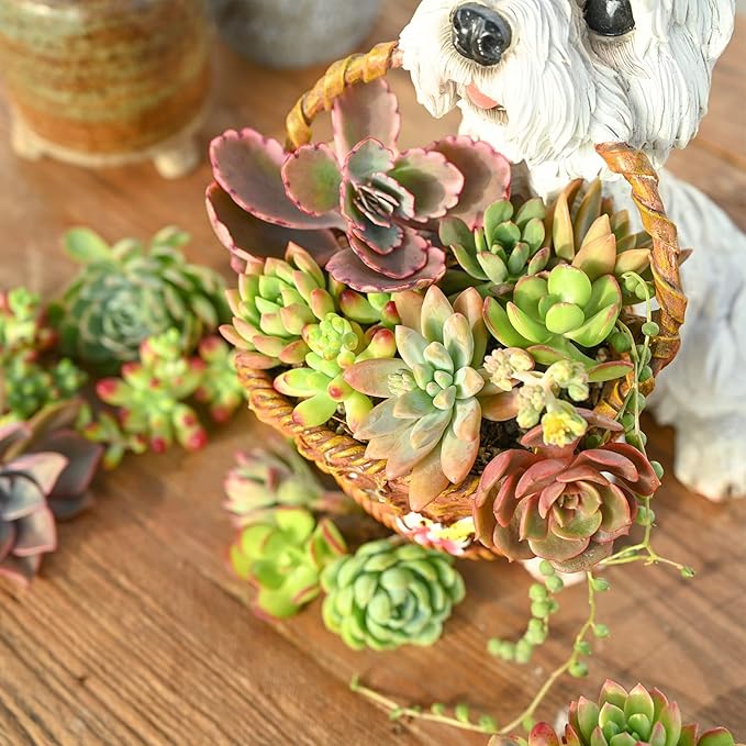 Sprout N Green 10 Assorted Live Succulent Cuttings, Rare Varieties Plant Clipping, Great for Terrariums, Mini Gardens, DIY Projects, Starter Plants, Wedding Decor, No 2 Succulents Alike