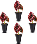 Alocasia Cuprea (4 Pack) Live Plant, Rare Indoor Alocasia, Metallic Leaf Elephant Ear, Tropical Houseplant Live, Starter Size Alocasia Plant, Exotic Foliage Houseplant for Home Decor Indoor Growing