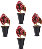Alocasia Cuprea (4 Pack) Live Plant, Rare Indoor Alocasia, Metallic Leaf Elephant Ear, Tropical Houseplant Live, Starter Size Alocasia Plant, Exotic Foliage Houseplant for Home Decor Indoor Growing