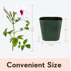 My Shelfie - Pink Bower Flower Vine, Pink Plant Vine for Trellises, Railings, Balconies, and More, 5-6 Inches Tall Live Plants in 2-Inch Pot, Outdoor Plant for USDA Zones 9-11 (3)