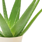 Arcadia Garden Products Live Aloe Vera Succulent Easy Indoor Houseplant in Plastic Pot, Air Purifying Ornamental Plant Gift for Home and Garden Decor, 4 Inch