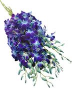 eflowerwholesale - Premium Cut Purple Orchids (Support Small Business) (Blue, 10 Stems with Vase)