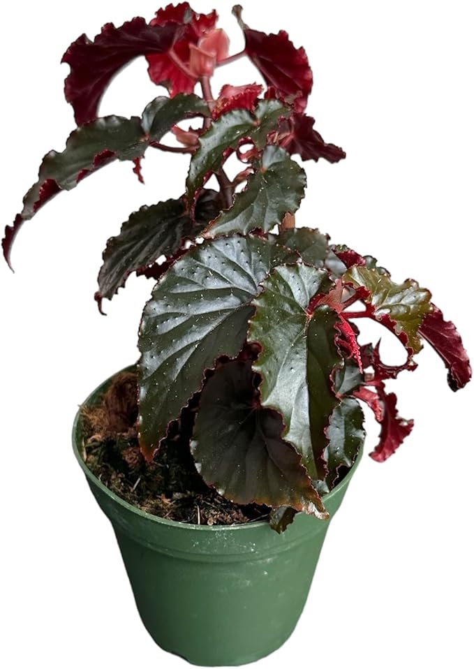 Begonia Black Magic, Begonia Rex, 4 inch Pot, Very Unique and Easy to Care Live Plant