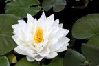 Live Hardy Water Lily Tubers Rhizomes Bulb Seed Nymphaea Aquatic Pond Plants Water Gardens Pre-Grown Flower in White Pink Red Yellow Orange Blue Purple (1, White Hardy Pond Lily)