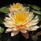 Live Aquatic Plant Yellow Nymphaea Mungkala Ubon Hardy Water Lilies Tuber for Aquarium Freshwater Fish Pond by Greenpro