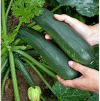 2 Zucchini Plants Live Seedlings, 4 Inches Pot, Live Squash Plants from 3 to 6 Inches Tall