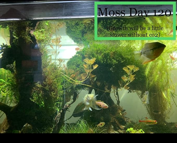 Marcus Fish Tanks Christmas Moss Vesicularia Montagnei Easy to Grow Live Aquarium Plants Buy 2 Get 1
