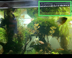 Marcus Fish Tanks Christmas Moss Vesicularia Montagnei Easy to Grow Live Aquarium Plants Buy 2 Get 1
