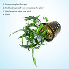 SubstrateSource Anubias Live Aquarium Plants - Potted Freshwater Plant for Fish Tanks, Terrariums - Beginner Friendly Low Light (Minima, Mother Plant)
