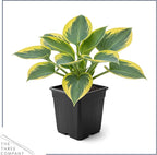 Live Perennial Hosta - First Frost (3 Plants Per Pack) Beautiful Accent Plant, 10" Tall by 4" Wide in 1 Qt Pot