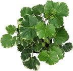 Dinner Plate Variegated Aralia Balfouriana in 6" Grower Pot, Rare Live Houseplant, Easy Care Plant for Home or Office by Plants for Pets