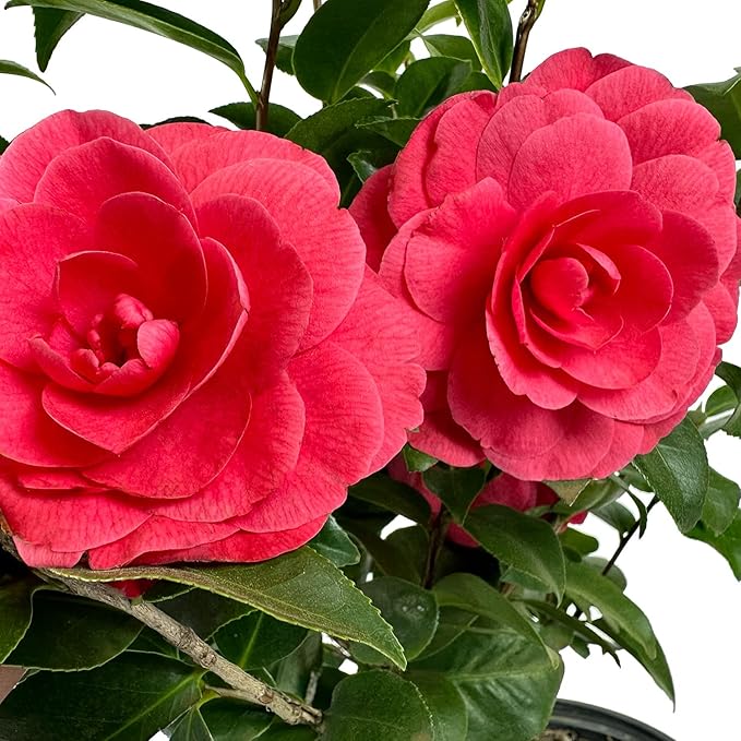 Blooming & Beautiful - Early Autumn Camellia - 3 Gal - Evergreen Shrub - Deep Pink Semi-Double Blooms -Blooms Sept to March - Hardiness Zones 7-9 - Camellia Japonica ‘Early Autumn’ - 3 Gallon Pot