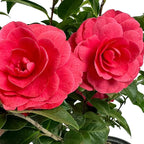 Blooming & Beautiful - Early Autumn Camellia - 3 Gal - Evergreen Shrub - Deep Pink Semi-Double Blooms -Blooms Sept to March - Hardiness Zones 7-9 - Camellia Japonica ‘Early Autumn’ - 3 Gallon Pot