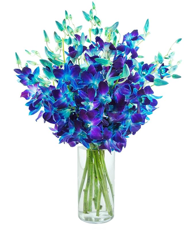 KaBloom - 20 Blue Orchid with vase - Fresh Flowers for Birthday, Valentine's & Mother's Day